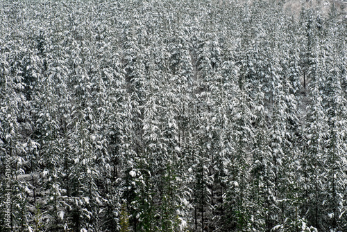 Snowy pine forest (Pinus sy...