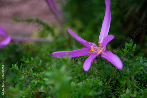 Colchicum bulbocodium, the spring meadow saffron