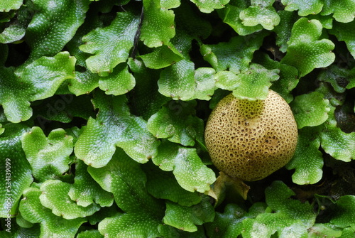 Detail of the liverwort Conocephalum conicum (in green) and the fungus Scleroderma citrinum photo