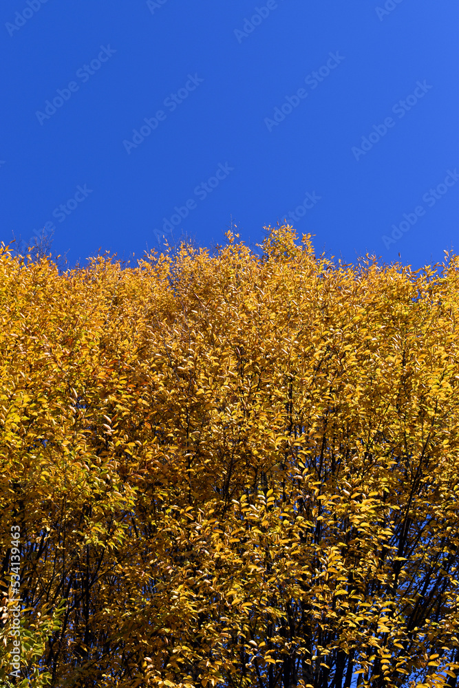 Carpinus caroliniana with autumn foliage in a garden Carpinus caroliniana with autumn foliage in a garden