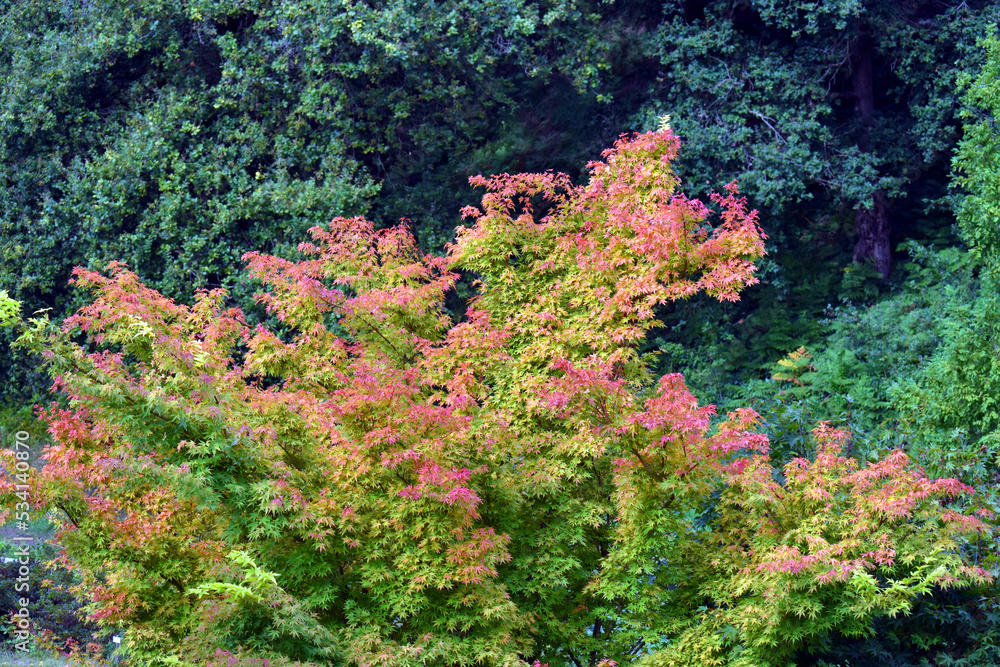 Japan maple branches and leaves (Acer palmatum) Japan maple branches and leaves (Acer palmatum)