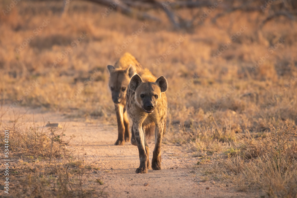Spotted hyenas (Crocuta crocuta) in the early morning light, Sabi Sands Game Reserve, South Africa. Spotted hyenas (Crocuta crocuta) in the early morning light, Sabi Sands Game Reserve, South Africa.
