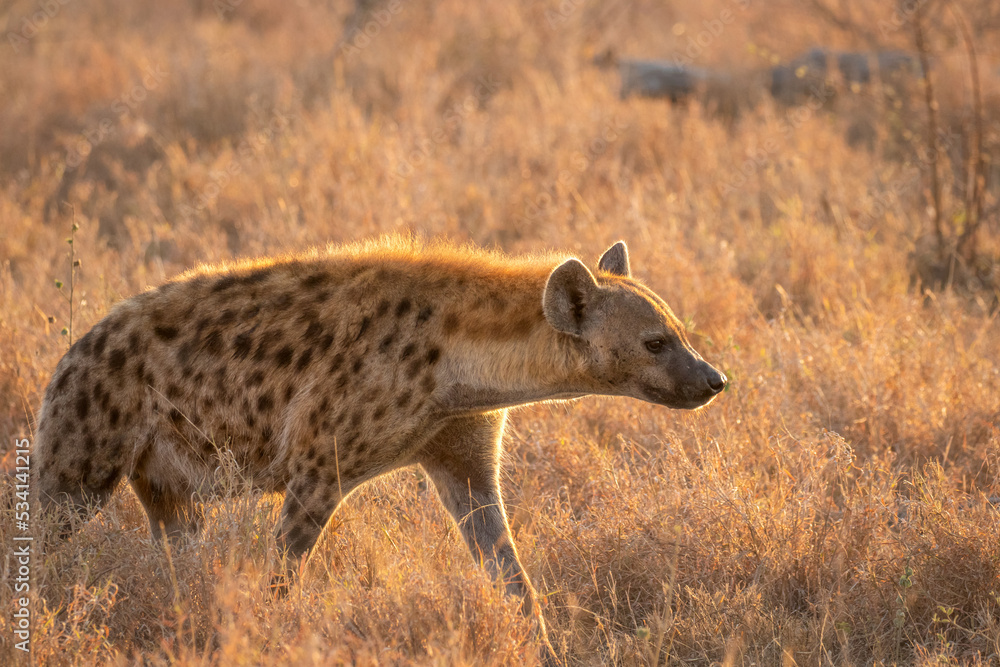 A spotted hyena (Crocuta crocuta) in the early morning, Sabi Sands Game Reserve, South Africa. A spotted hyena (Crocuta crocuta) in the early morning, Sabi Sands Game Reserve, South Africa.