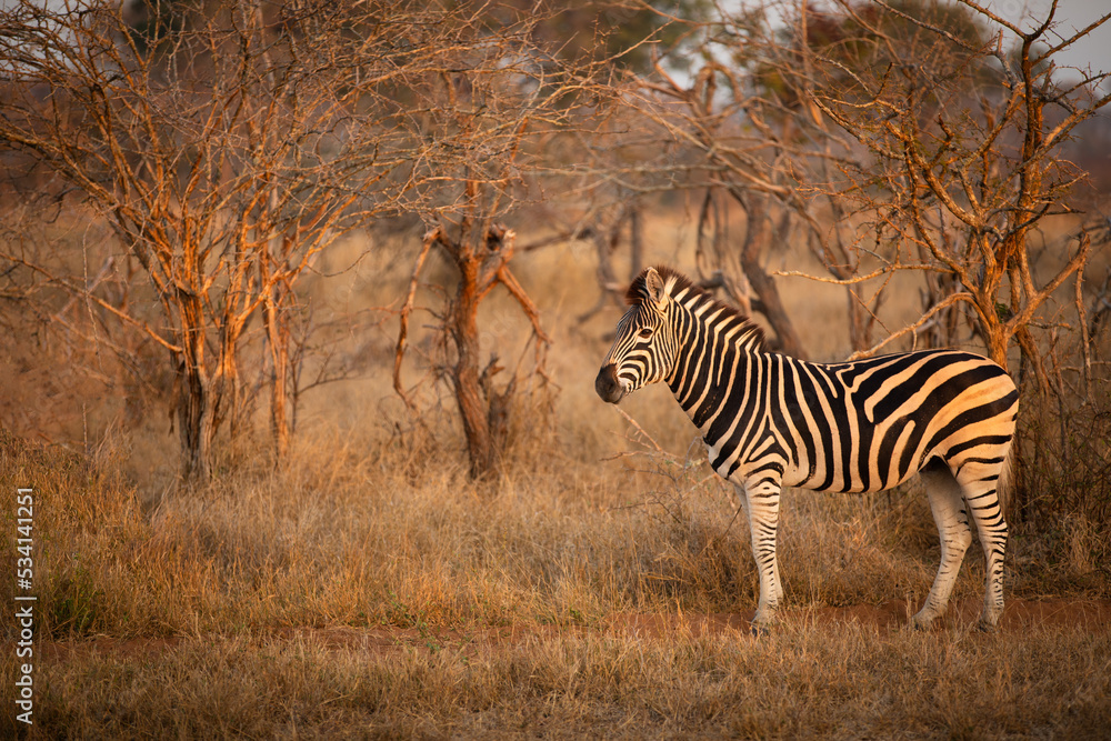 Obraz premium Plains zebra, equus quagga, equus burchellii, common zebra in the early morning light, Sabi Sands Game Reserve, South Africa.