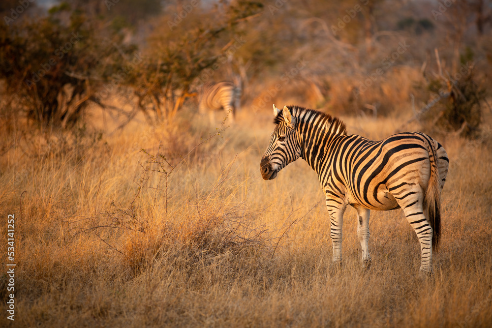 Plains zebra, equus quagga, equus burchellii, common zebra in the early morning light, Sabi Sands Game Reserve, South Africa. Plains zebra, equus quagga, equus burchellii, common zebra in the early morning light, Sabi Sands Game Reserve, South Africa.