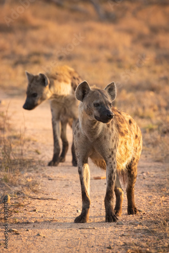 Spotted hyenas (Crocuta crocuta) on a road in the early morning light, Sabi Sands Game Reserve, South Africa.