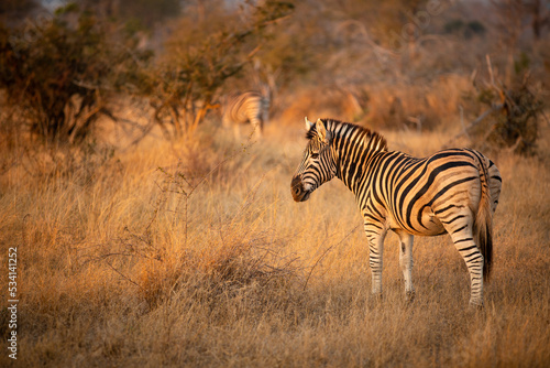 Plains zebra  equus quagga  equus burchellii  common zebra in the early morning light  Sabi Sands Game Reserve  South Africa.