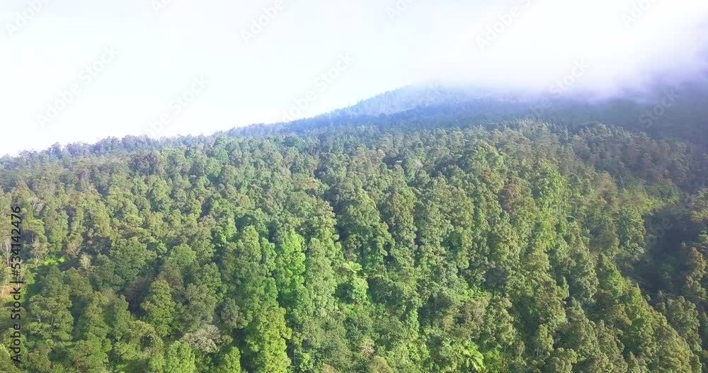 aerial shot of dense forest. Sumbing mountain. Vegetation in the jungle. 4K. aerial shot of dense forest. Sumbing mountain. Vegetation in the jungle. 4K.