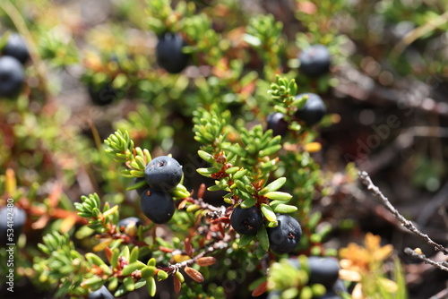 crowberry dwarf shrub with fruits alpine species