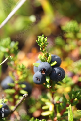 crowberry dwarf shrub with fruits alpine species