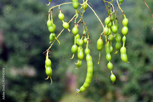 Fototapeta Naklejka Na Ścianę i Meble -  Japanese pagoda tree fruits (Styphnolobium japonicum, or Sophora japonica)