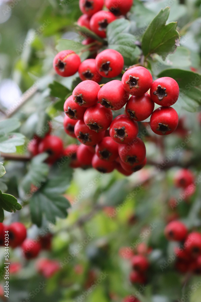 Obraz premium Close-up of red berries of Common Hawthorn on branch on early autumn season. Crataegus monogyna 