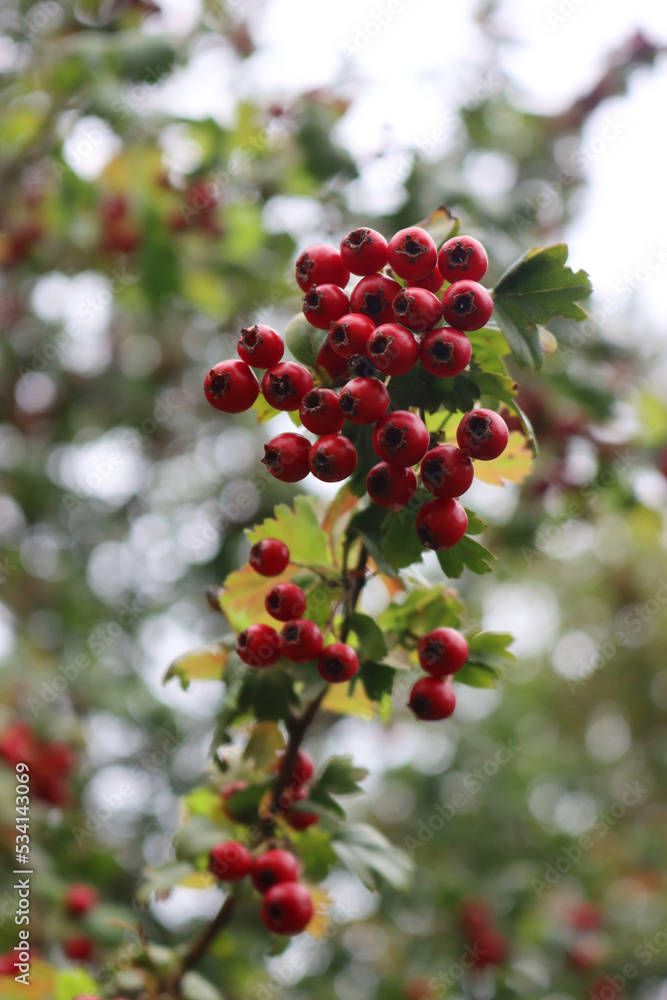 Close-up of red berries of Common Hawthorn on branch on early autumn season. Crataegus monogyna 