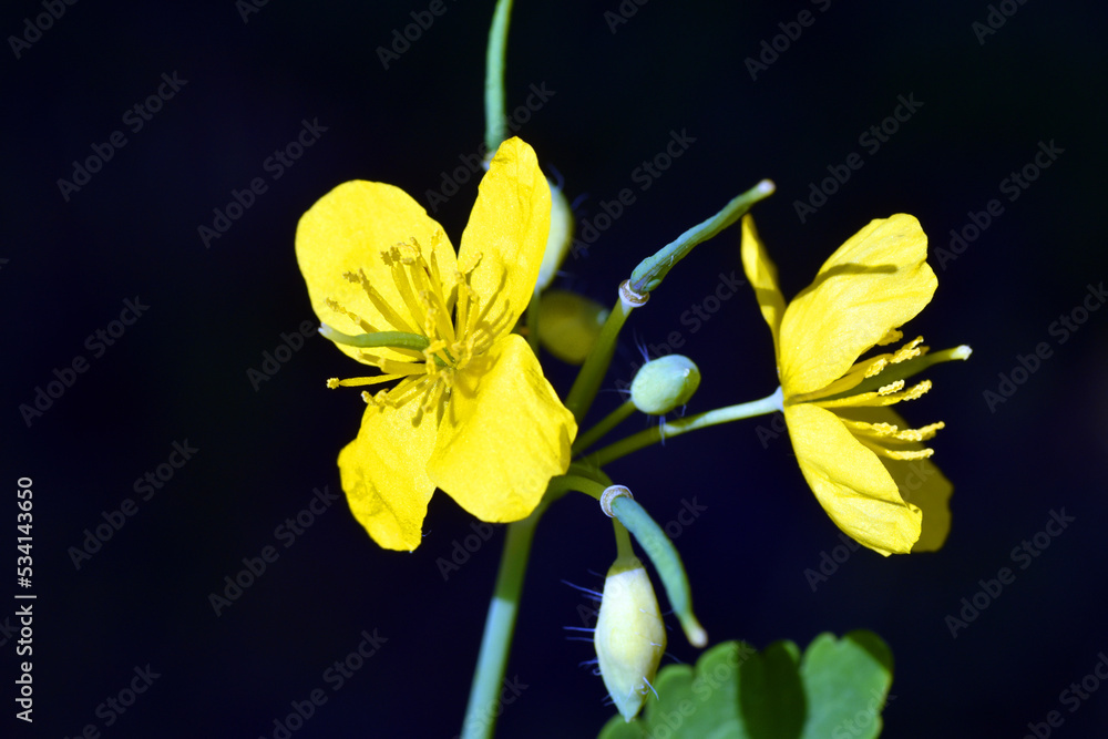Obraz premium Flowers of greater celandine (Chelidonium majus), a well-known medicinal plant