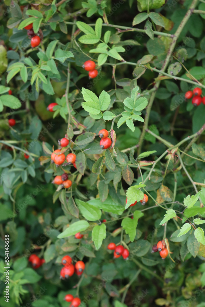  Close-up of red ripe dog-rose berries on early autumn. Rosa canina fruits. Wild rose hips on bush in nature