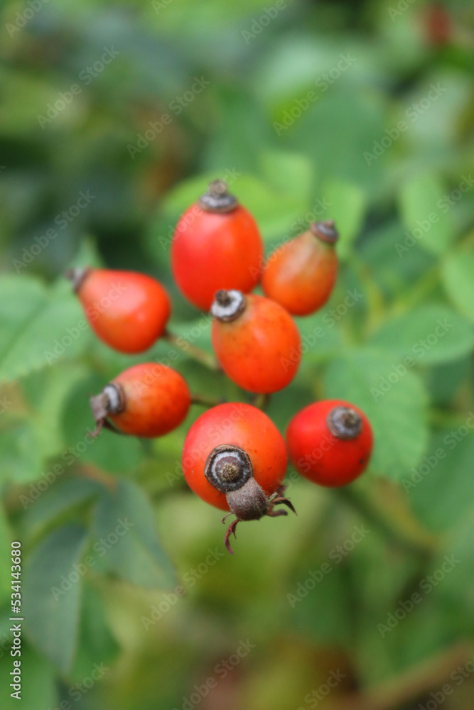Natural backgounds with red berries of wild rose on branch with copy space. Rosa canina Natural backgounds with red berries of wild rose on branch with copy space. Rosa canina