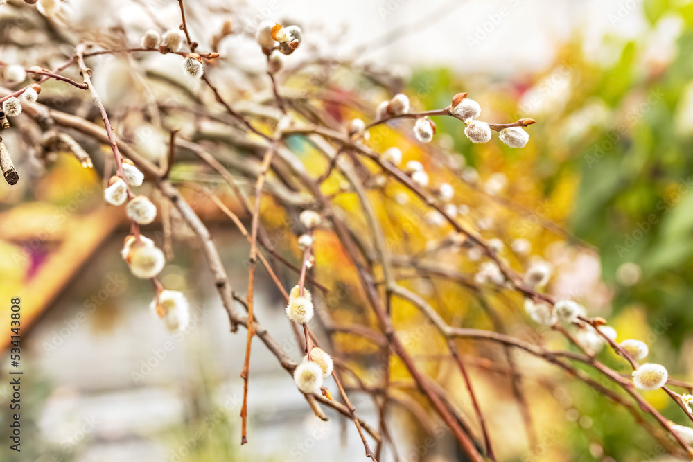 Branches with buds on a tree in a blooming spring garden. Yellow. Natural background Branches with buds on a tree in a blooming spring garden. Yellow. Natural background