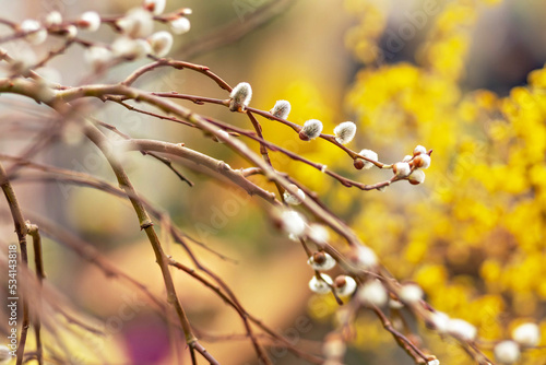 Branches with buds on a tree in a blooming spring garden. Yellow. Natural background © Светлана Густова