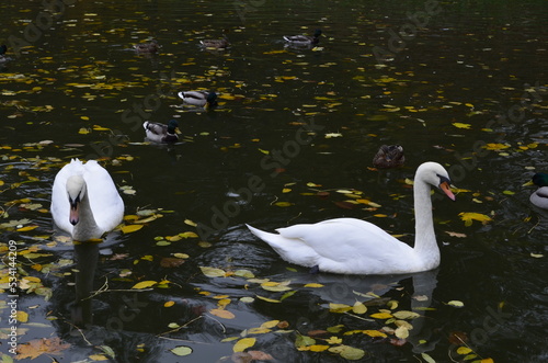 White swans and ducks on an autumn lake