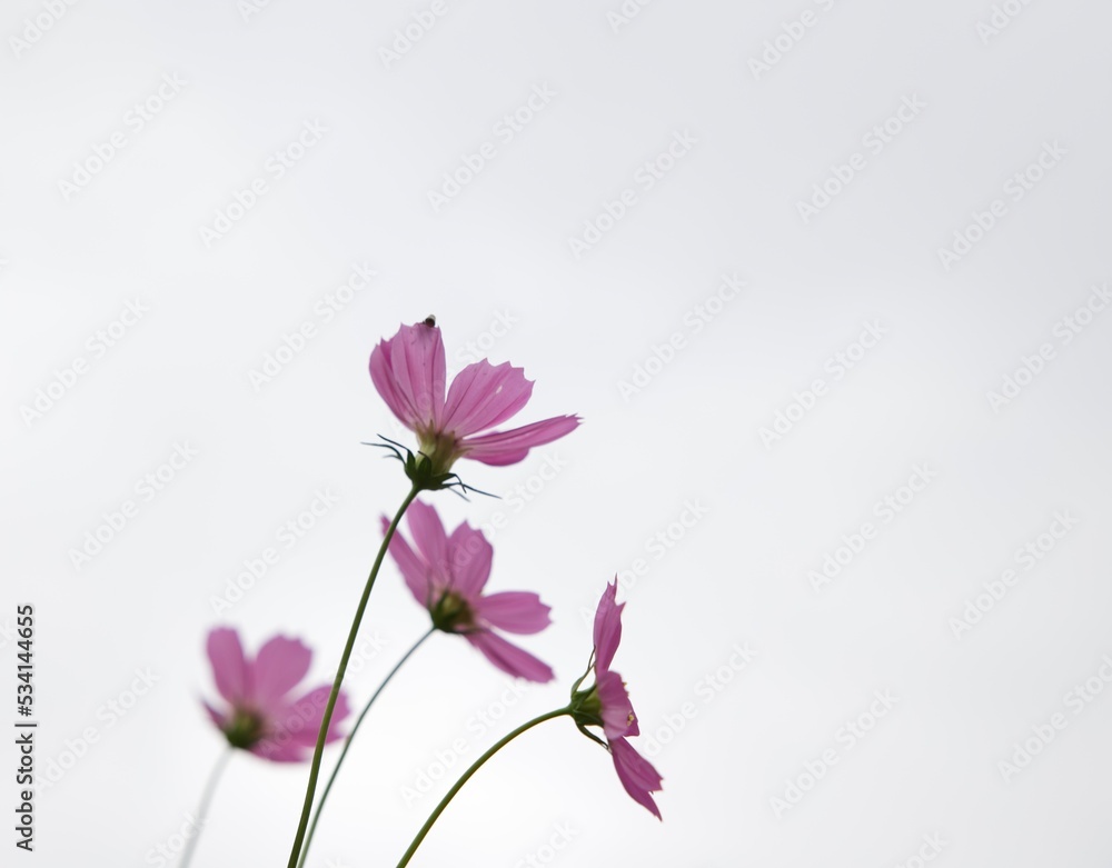 pink and white flowers pink and white flowers