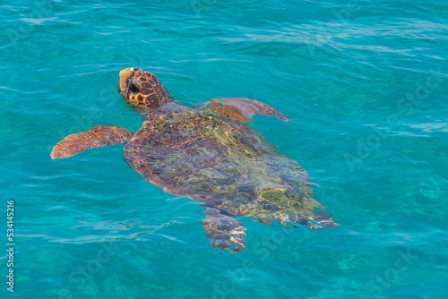 The loggerhead sea turtle (Caretta caretta), is a species of oceanic turtle distributed throughout the world.
