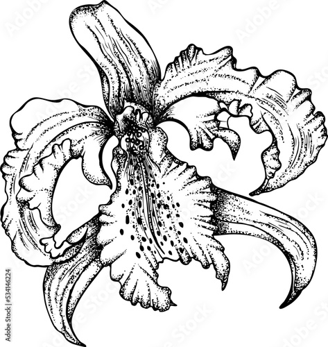 Blossoming orchid flower isolated on white. Vector illustration in retro sketch line art style. Vintage hand drawn botanical drawings. Design for coloring book, greeting card, print, invitation.