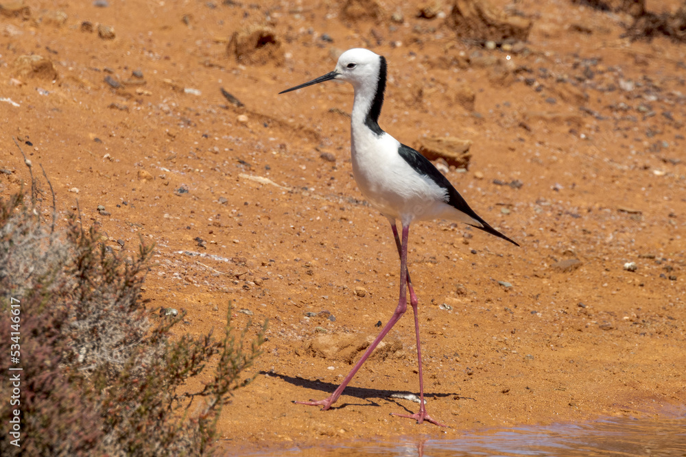 Obraz premium Pied Stilt in South Australia