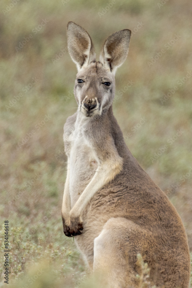 Red Kangaroo in South Australia