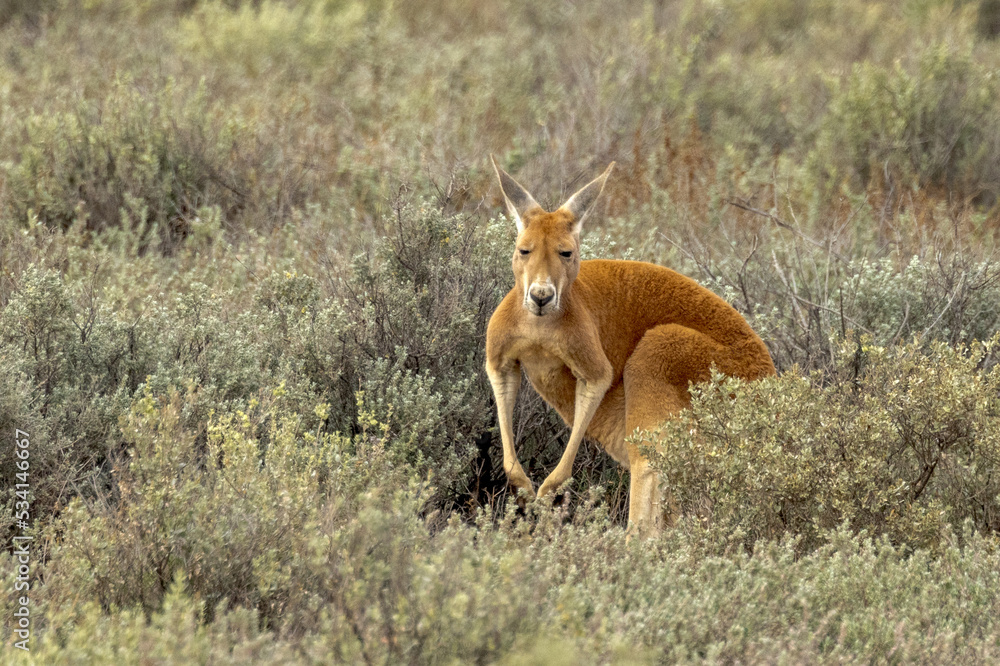 Red Kangaroo in South Australia Red Kangaroo in South Australia