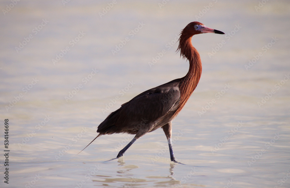 Reddish egret (Egretta rufescens) with a bright red head of breeding colors. A medium-sized heron fishing. Holbox Island in the Mexican state of Quintana Roo, Yucatán Peninsula, Gulf Coast of México. Reddish egret (Egretta rufescens) with a bright red head of breeding colors. A medium-sized heron fishing. Holbox Island in the Mexican state of Quintana Roo, Yucatán Peninsula, Gulf Coast of México.