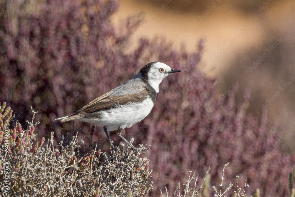 Fototapeta premium White-fronted Chat in South Australia