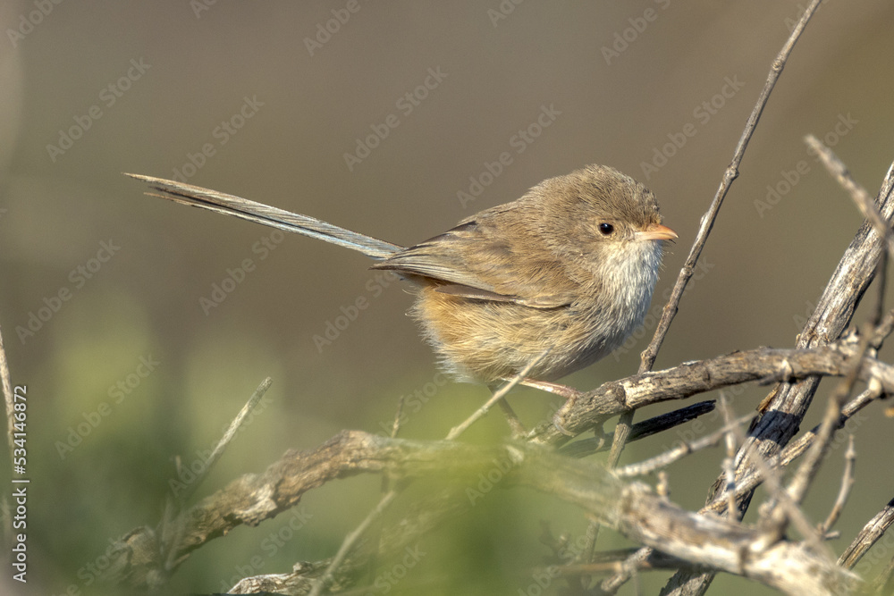 Fototapeta premium White-winged Fairywren in South Australia