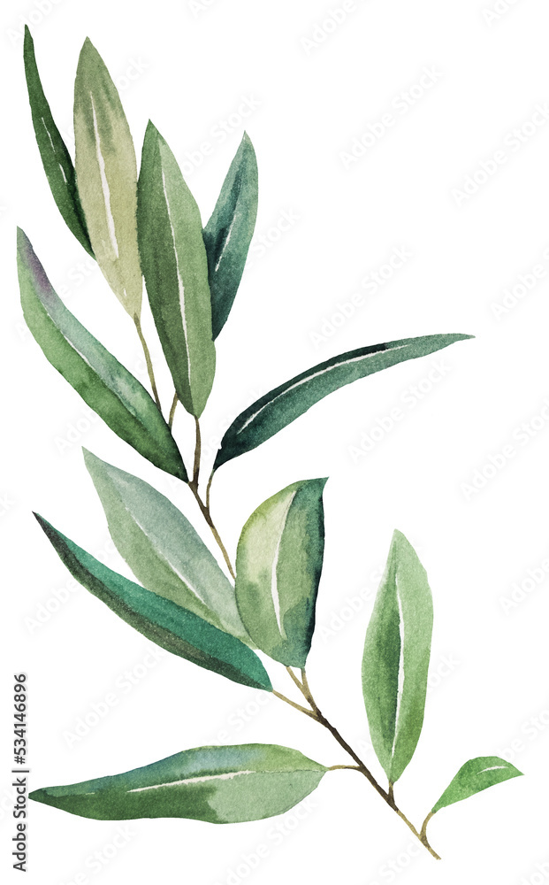 Watercolor olive twig with green leaves, isolated illustration for wedding and party design