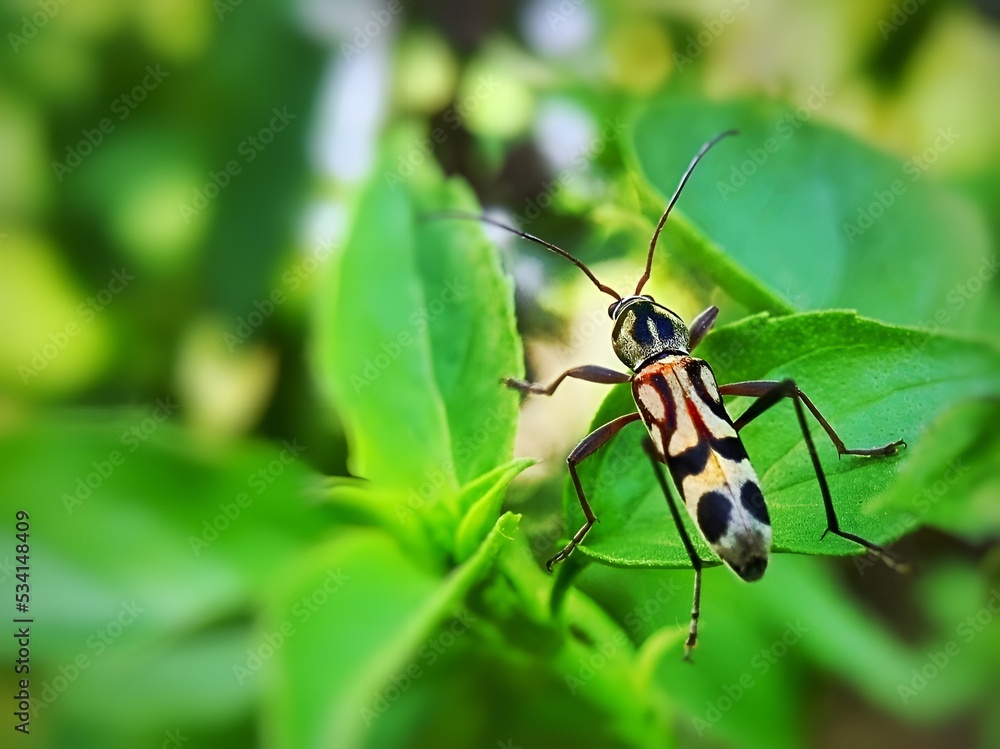 bug on a leaf bug on a leaf