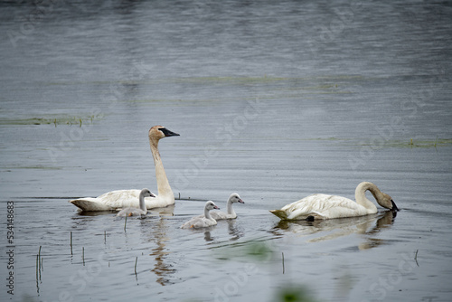 Photos trumpeter swan family
