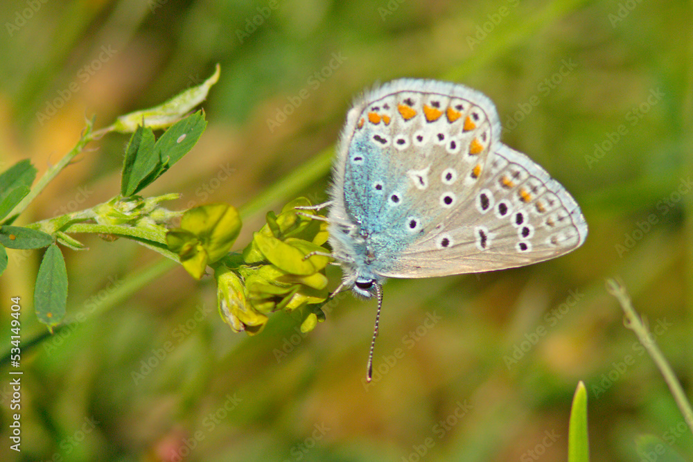 custom made wallpaper toronto digitalModraszek ikar (Polyommatus icarus)