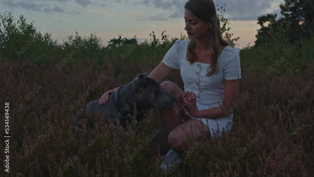 American Staffordshire terrier sitting next to attractive woman kneeling down in heather field American Staffordshire terrier sitting next to attractive woman kneeling down in heather field