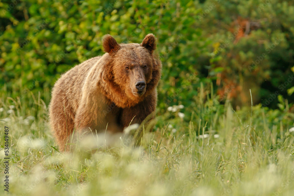 Niedźwiedź brunatny (Ursus arctos) Niedźwiedź brunatny (Ursus arctos)