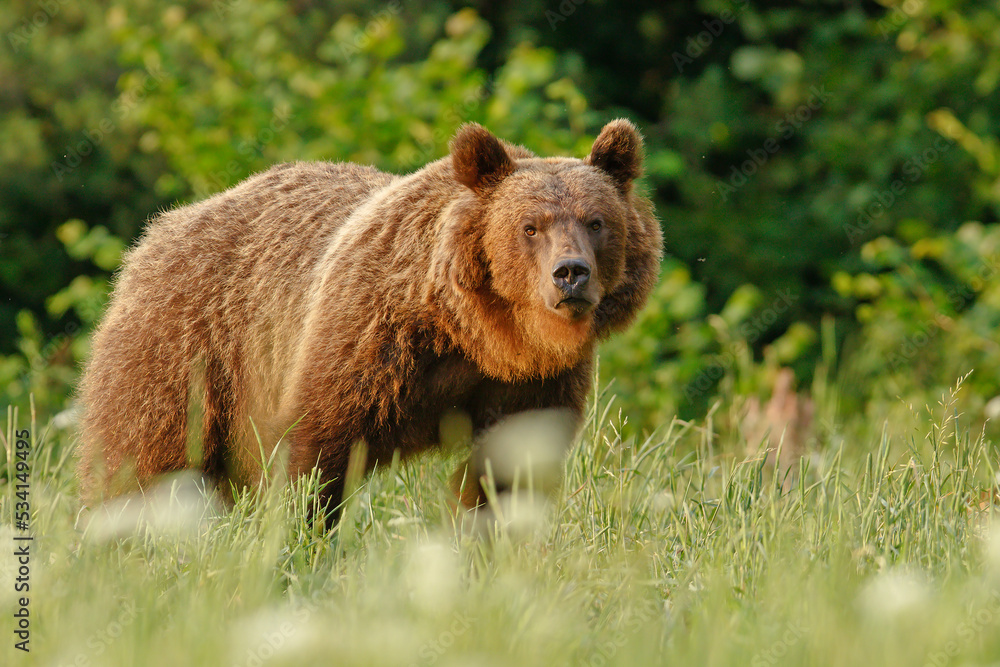 Niedźwiedź brunatny (Ursus arctos) - obrazy, fototapety, plakaty 
