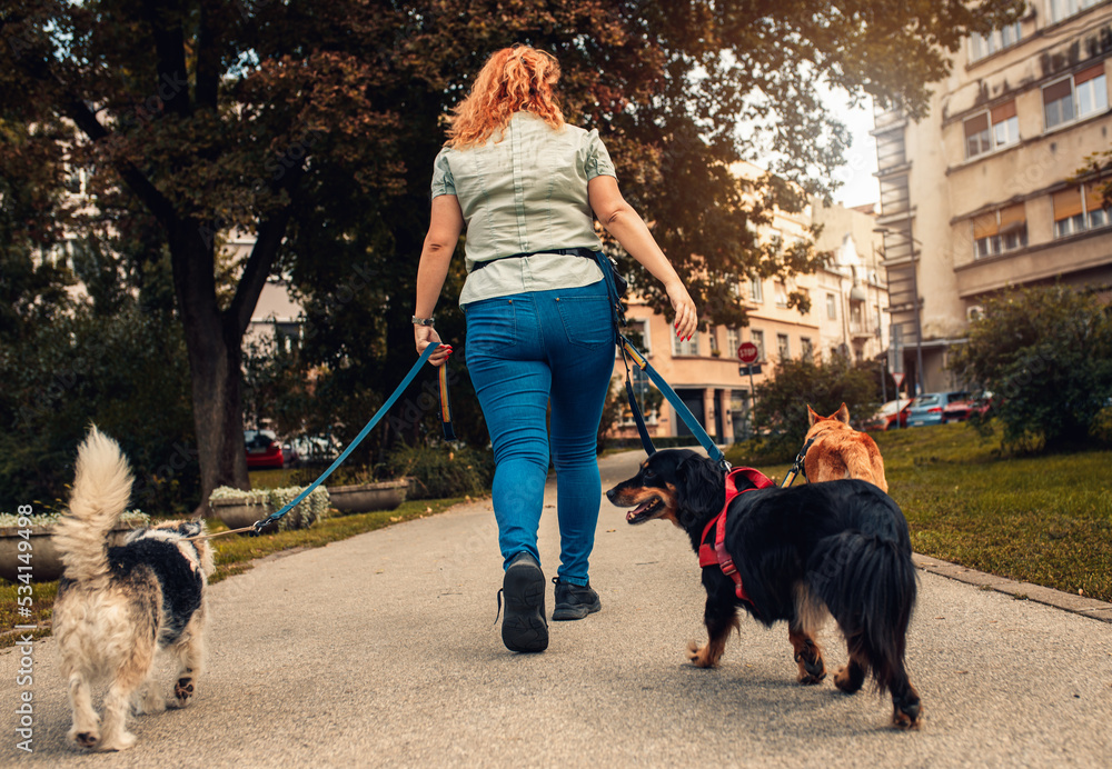 Rear view of female dog walker with dogs enjoying in city park.