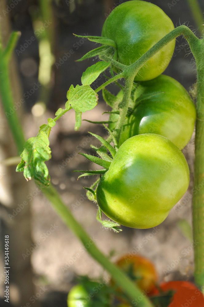 Fototapeta premium Close-up green and red tomatoes on a branch with leaves on a sunny day