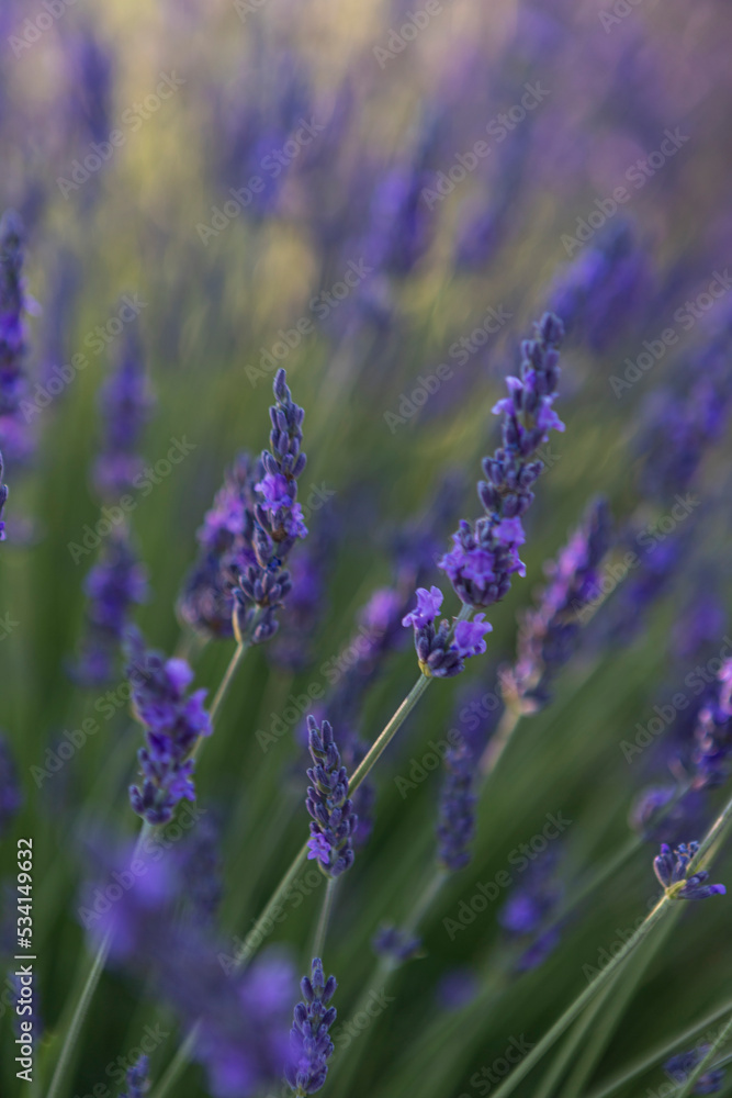 Beautiful lavender flowers, purple in summer in Brihuega, Guadalajara province, Spain. Beautiful lavender flowers, purple in summer in Brihuega, Guadalajara province, Spain.