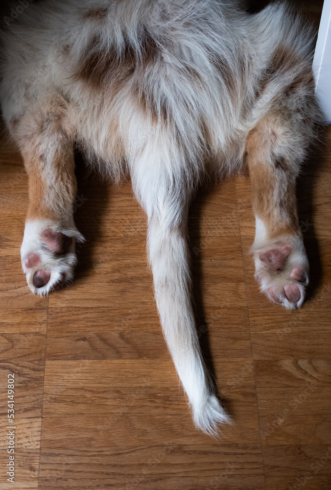 Australian Shepherd Welpe