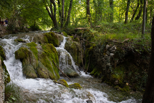 stream in the forest