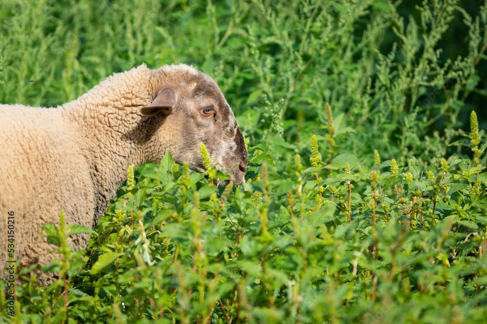 Obraz premium Joven cordera (borrega oveja) paciendo en un prado verde de principios de otoño (ganadería extensiva)