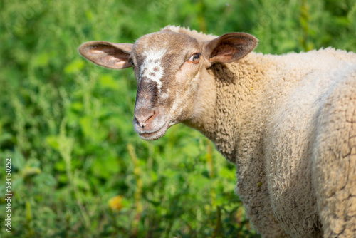 Retrato de una joven cordera  borrega oveja  paciendo en un prado verde de principios de oto  o  ganader  a extensiva 