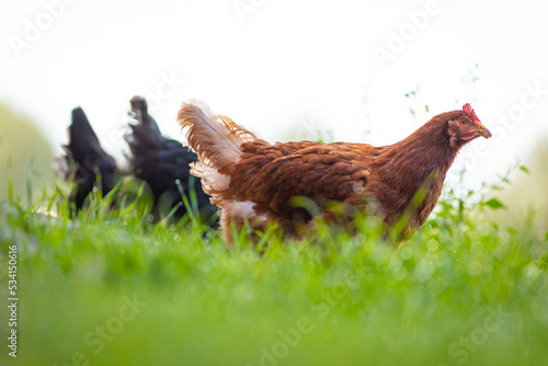 Gallina comiendo libre en la hierba (ave de corral, huevos, comida sana, verde, orgánico)