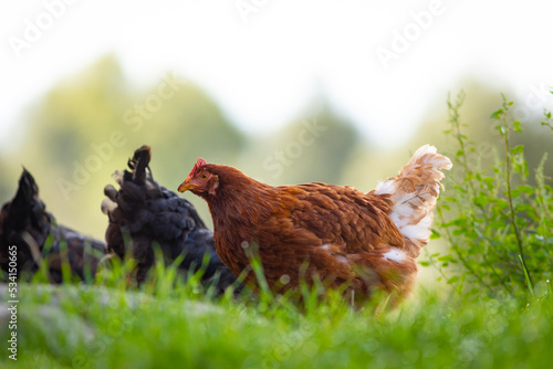 Gallina comiendo libre en la hierba (ave de corral, huevos, comida sana, verde, orgánico)