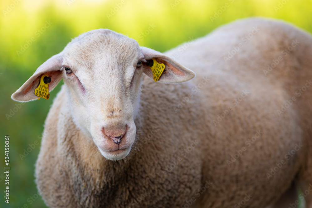 Retrato de un joven carnero blanco con hierba verde de fondo (ganadería, ovino, ovis aries, ganadería extensiva) Retrato de un joven carnero blanco con hierba verde de fondo (ganadería, ovino, ovis aries, ganadería extensiva)