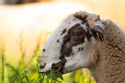 Retrato de una joven oveja (borrega) de raza ripollesa (ovella ripollesa) comiendo en un prado de otoño (ganadería extensiva) © David